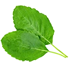 Tulsi