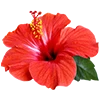 Dry Hibiscus Flower