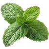 Mint Leaves