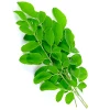 Moringa