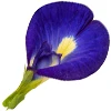 Dried Blue Pea Flowers