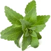 Stevia Leaf