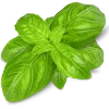 Basil