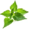 Nettles Leaf